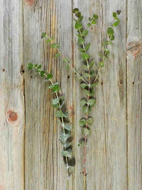 BABY BLUE  BLUE EUCALYPTUS